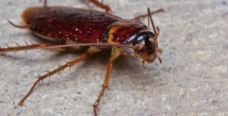 Crush the Crunch: Protecting Commercial Properties from American Cockroaches